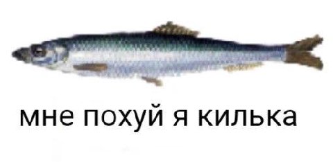 мне похуй я килька