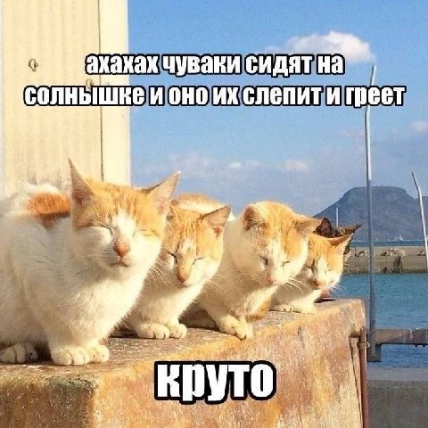 акахах чуваки сидят на солнышке ИОНО у 3—- круто 4 rat