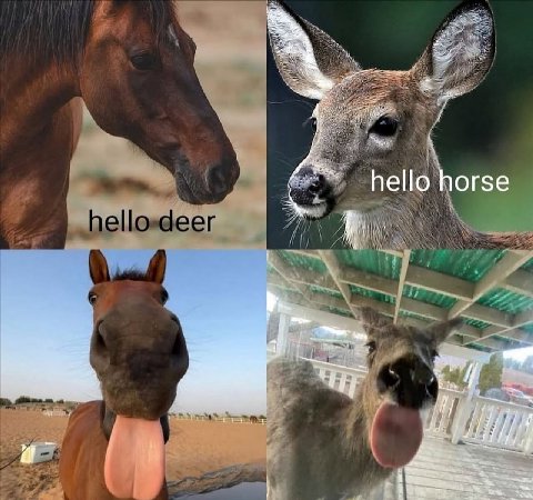 hello horse
