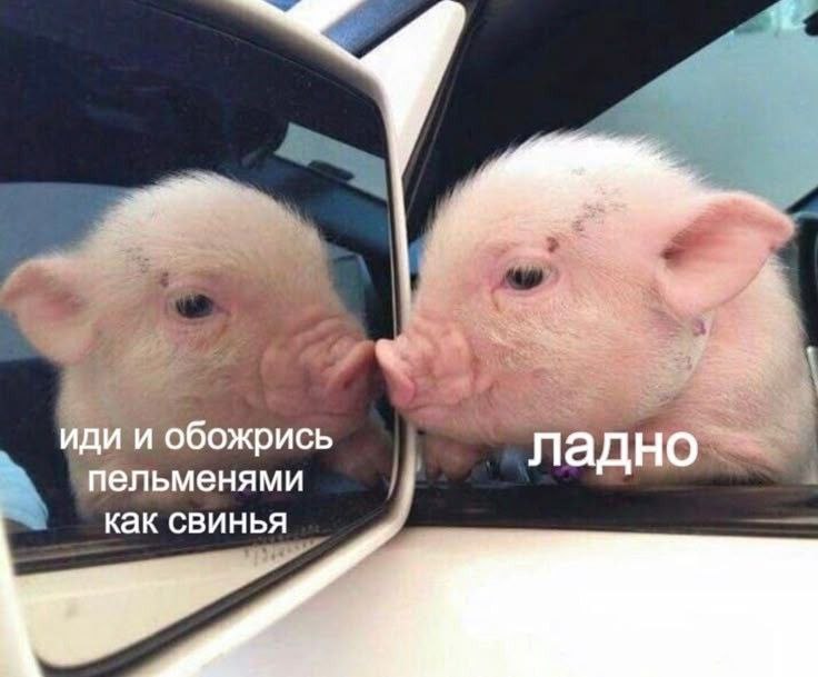 иди и обожрись ладно пельменями как свинья