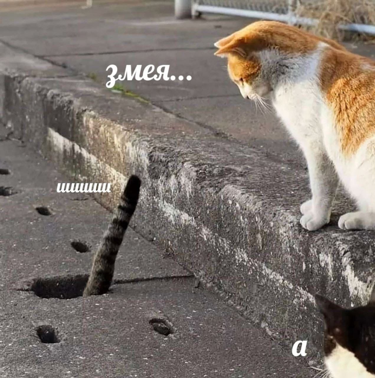 3.МЕЯ... aN mee is у 4