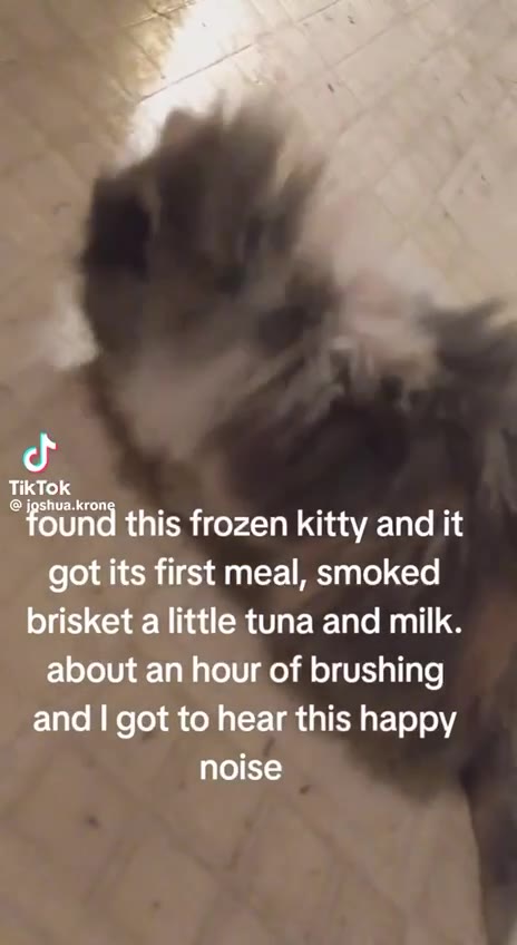 “found this frozen kitty and it got its first meal, smoked brisket a little tuna and milk. about an hour of brushing