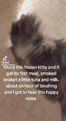 “found this frozen kitty and it got its first meal, smoked brisket a little tuna and milk. about an hour of brushing