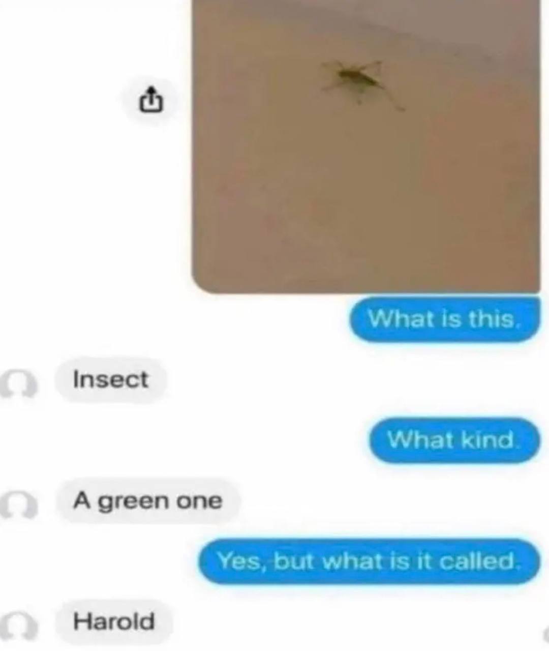 Insect A green one Harold
