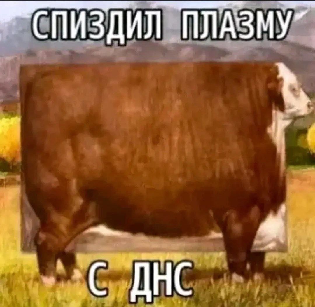 ПЛАЗМУ” ДНС