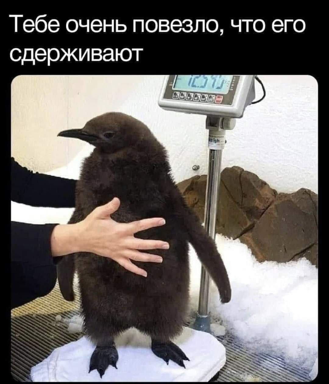 Тебе очень повезло, что его сдерживают