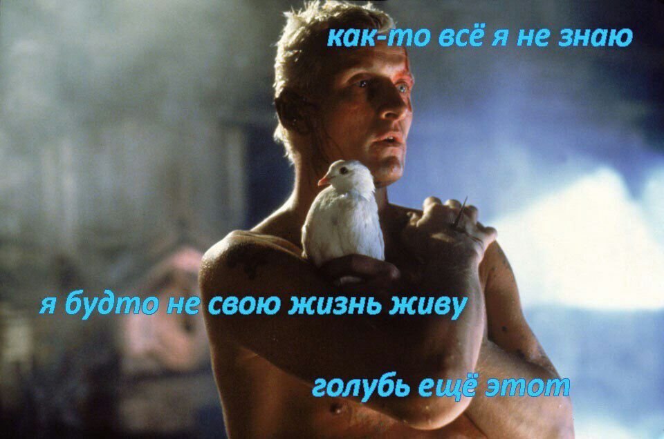 как-то всё я не знаю я жизнь голубь