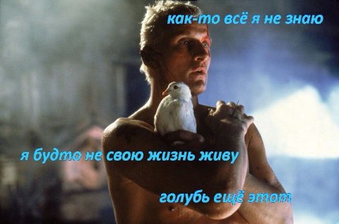 как-то всё я не знаю я жизнь голубь