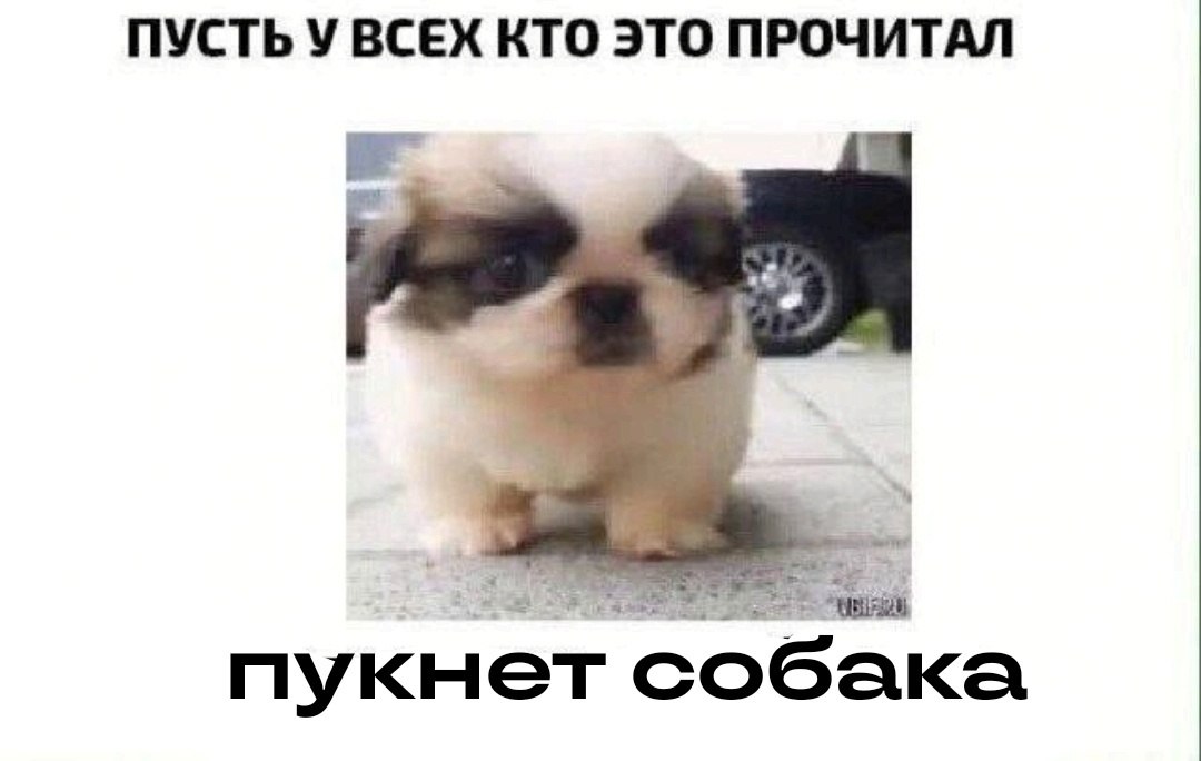 ПУСТЬ У ВСЕХ КТО ЭТО ПРОЧИТАЛ пукнет собака