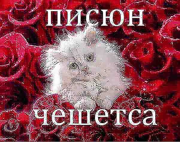 писюн чешетса