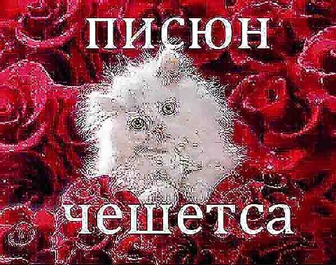 писюн чешетса