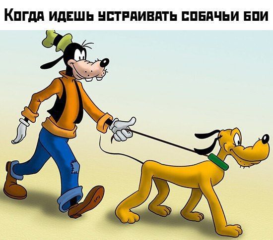 Когда ИДЕШЬ УСТРАИВАТЬ СОБАЧЬИ БОИ