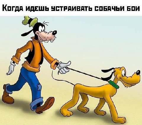 Когда ИДЕШЬ УСТРАИВАТЬ СОБАЧЬИ БОИ