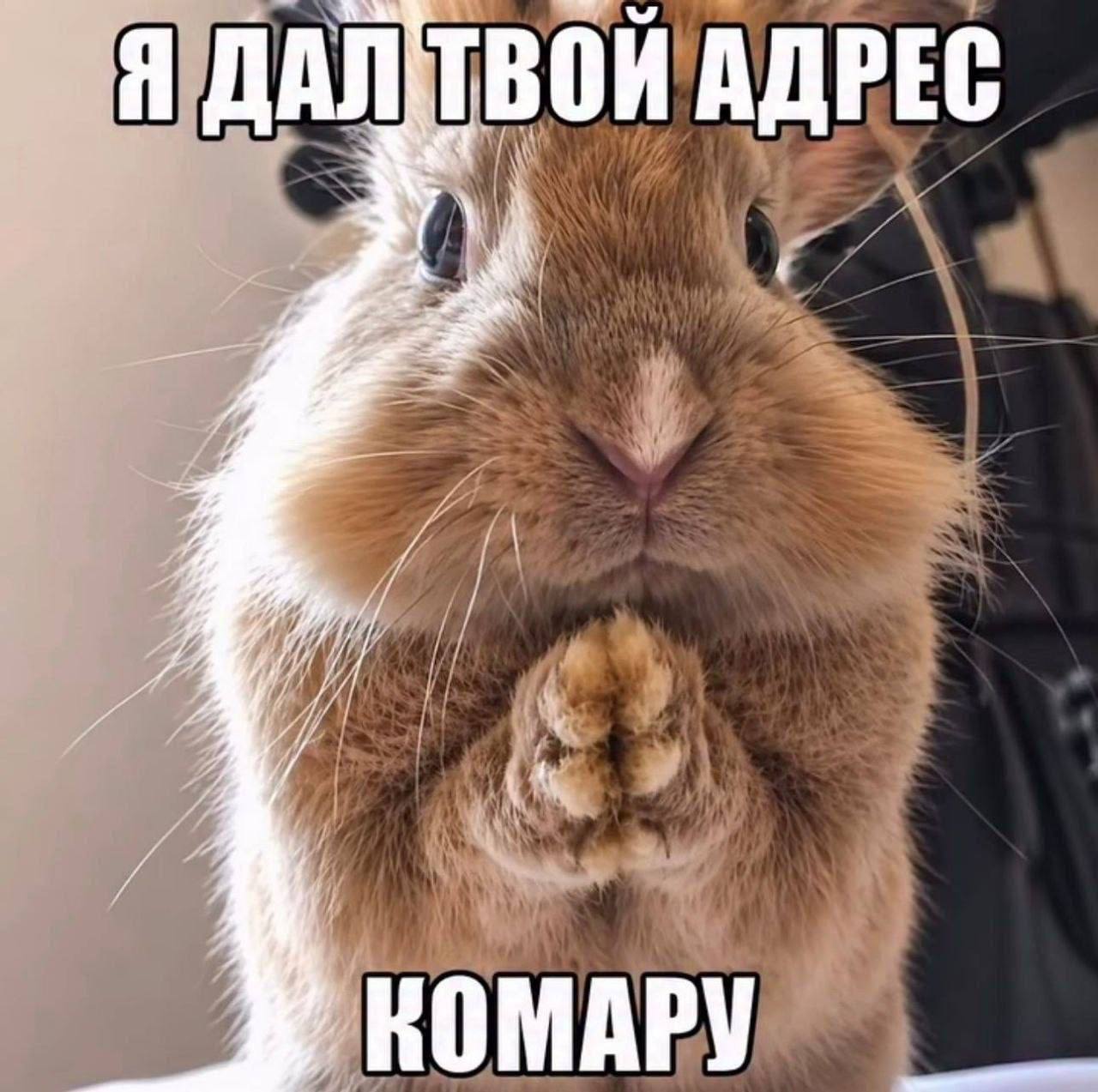 Я ДАЛ ТВОЙ АДРЕС 1 i КОМАРУ
