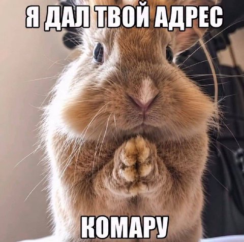 Я ДАЛ ТВОЙ АДРЕС 1 i КОМАРУ