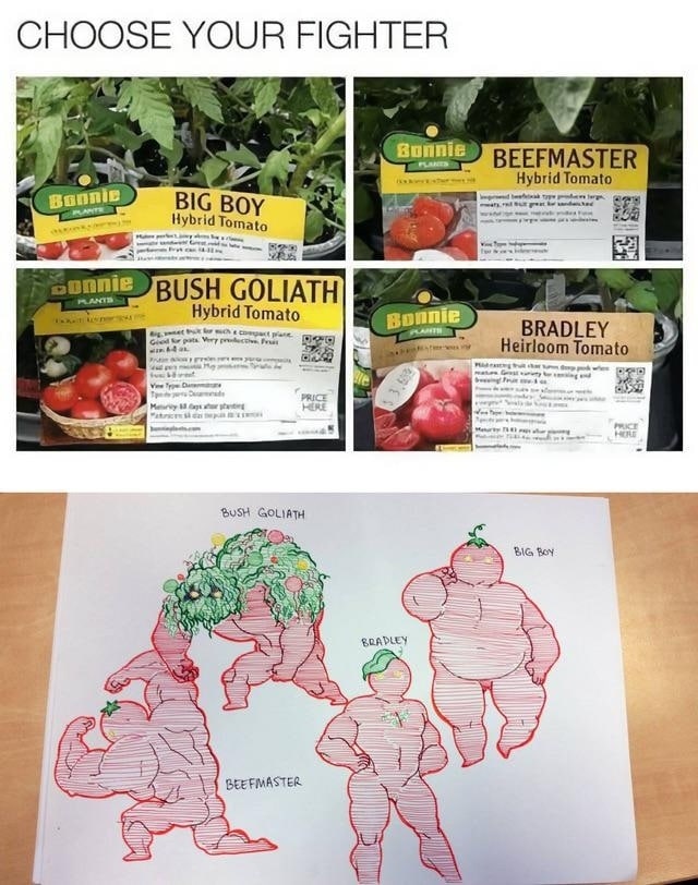 CHOOSE YOUR FIGHTER BEEFMASTER Hybrid Tomato BIG Boy BUSH GOLIATH Hybrid Tomato Very BRADLEY BUSH GOLIATH BIG Bey BEEFMASTER