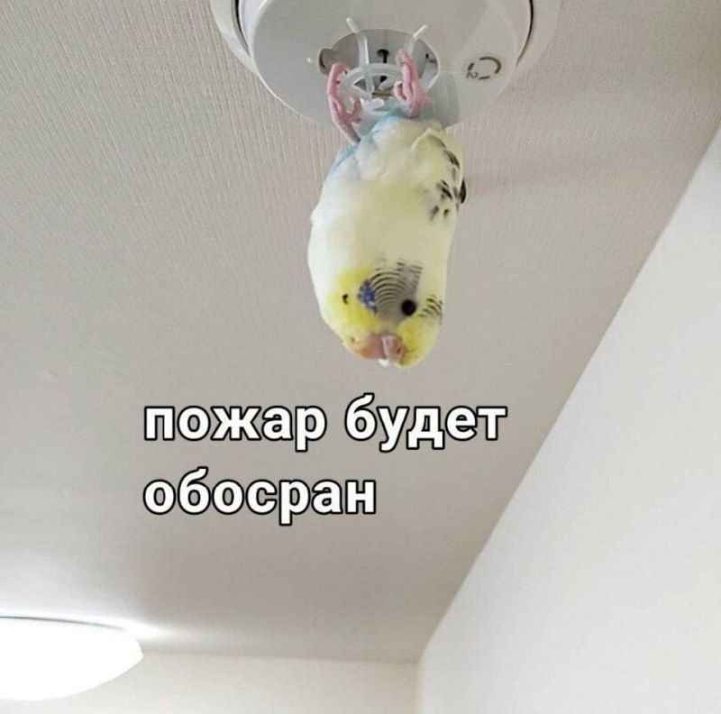 пожар обосран