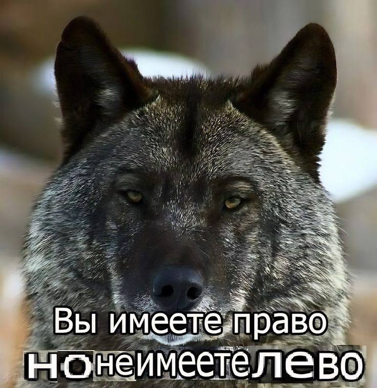 SSSR Вы имеете. нонеимеетелево