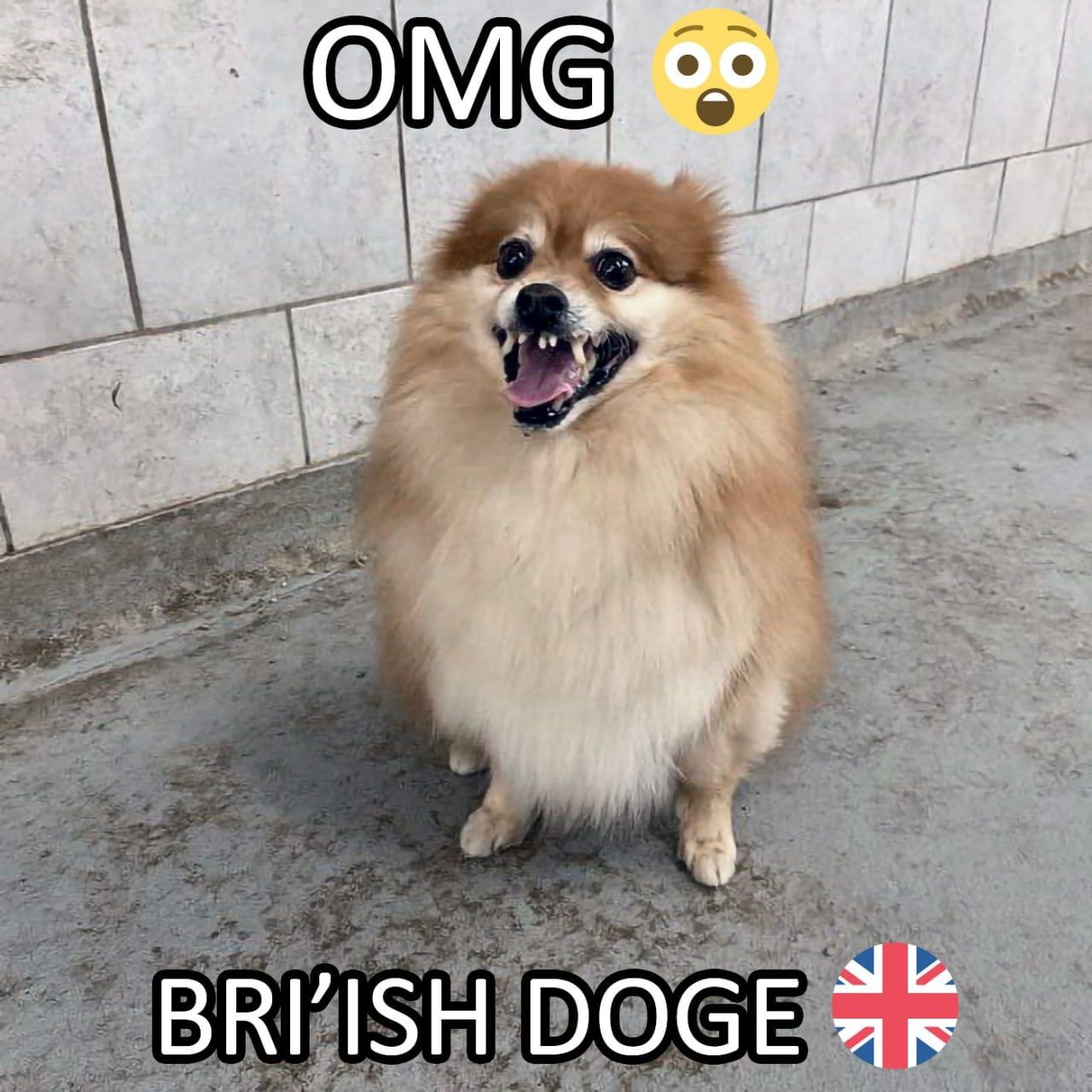 DOGE