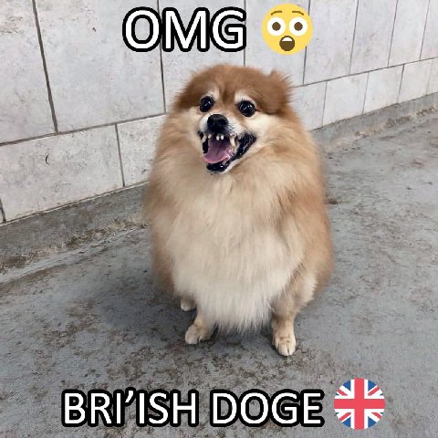 DOGE