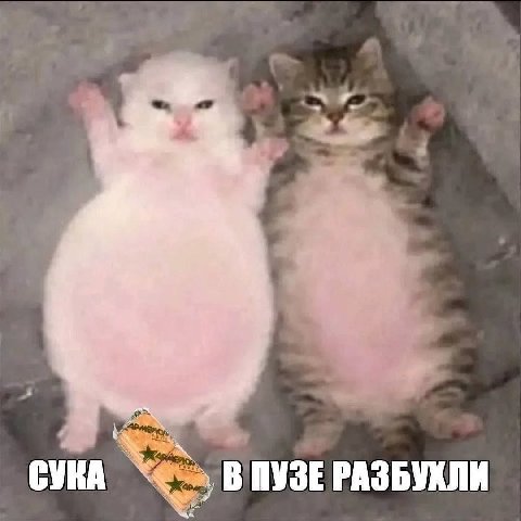 В ПУЗЕ РАЗБУХЛИ
