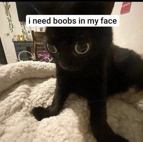 i need boobs in my face