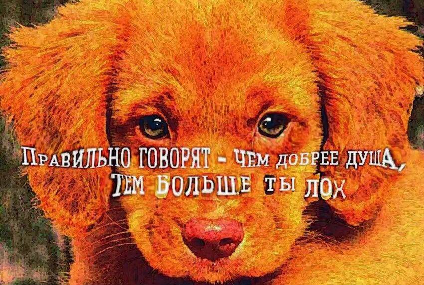 ПРАВИЛЬНО ГОВОРЯТ ЧЕм ДОБРЕЕ TIM БОЛЬШЕ ты лох