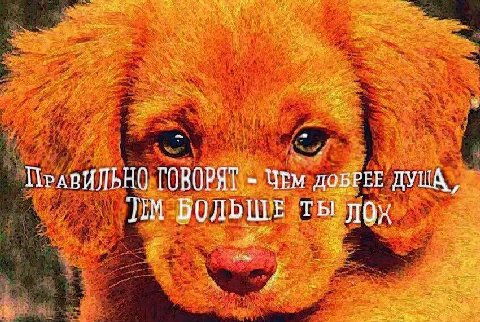 ПРАВИЛЬНО ГОВОРЯТ ЧЕм ДОБРЕЕ TIM БОЛЬШЕ ты лох