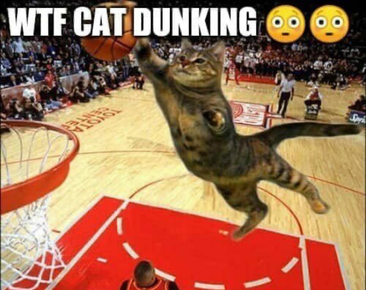 Oro CAT DUNKING А ‚В