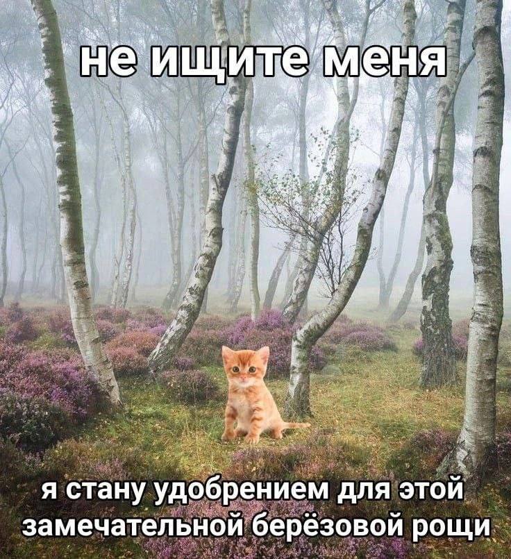 Be, не ите И я стану удобрением для этой замечательной берёзовой рощи.