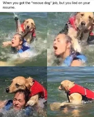 When you got the "rescue dog" job, but you lied on your resume. hat