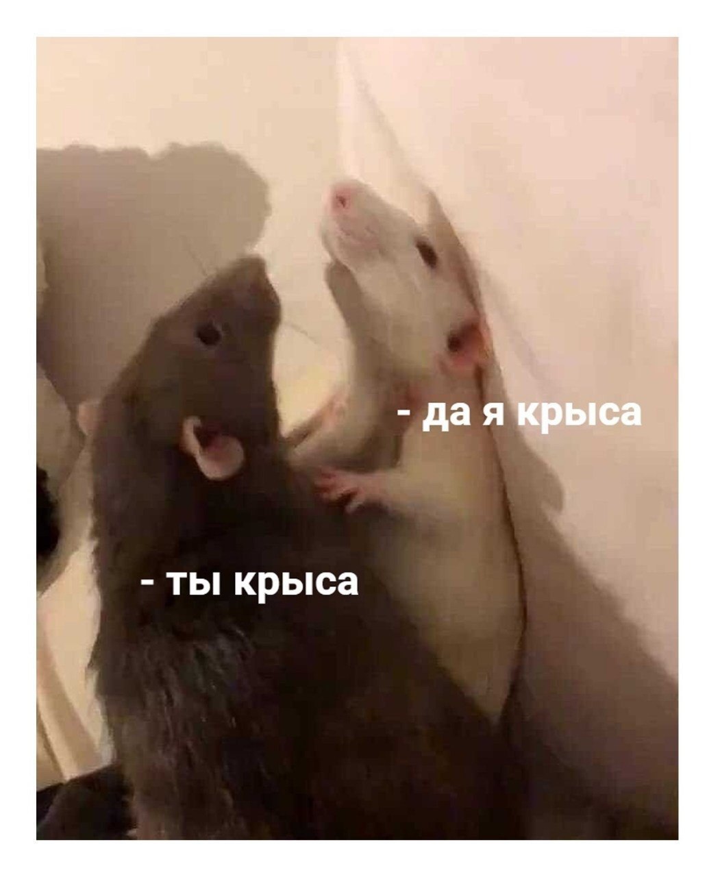 дая ты крыса