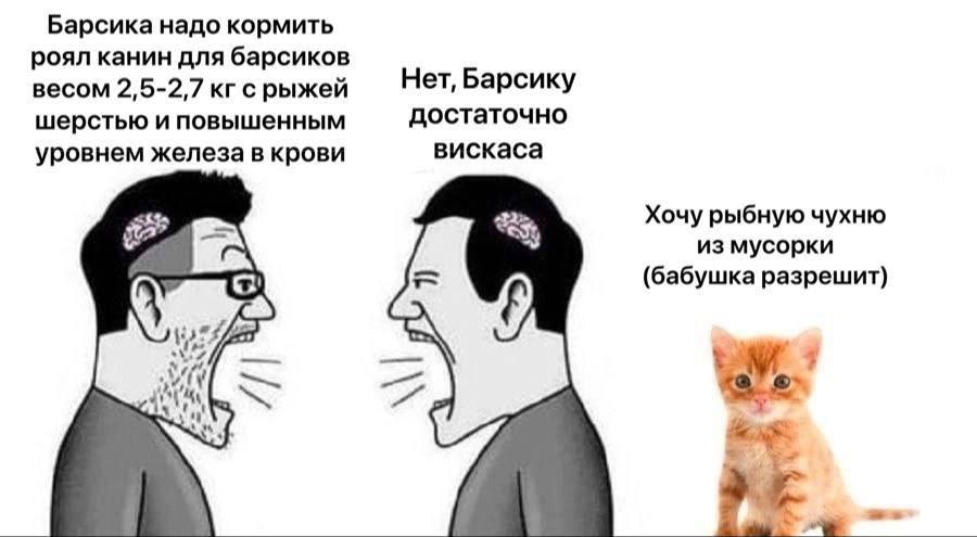 Барсика надо кормить роял канин для барсиков весом 2,5-2,7 кгс рыжей Нет, Барсику шерстью и повышенным достаточно уровнем железа в крови вискаса Хочу рыбную чухню из мусорки с (бабушка разрешит)