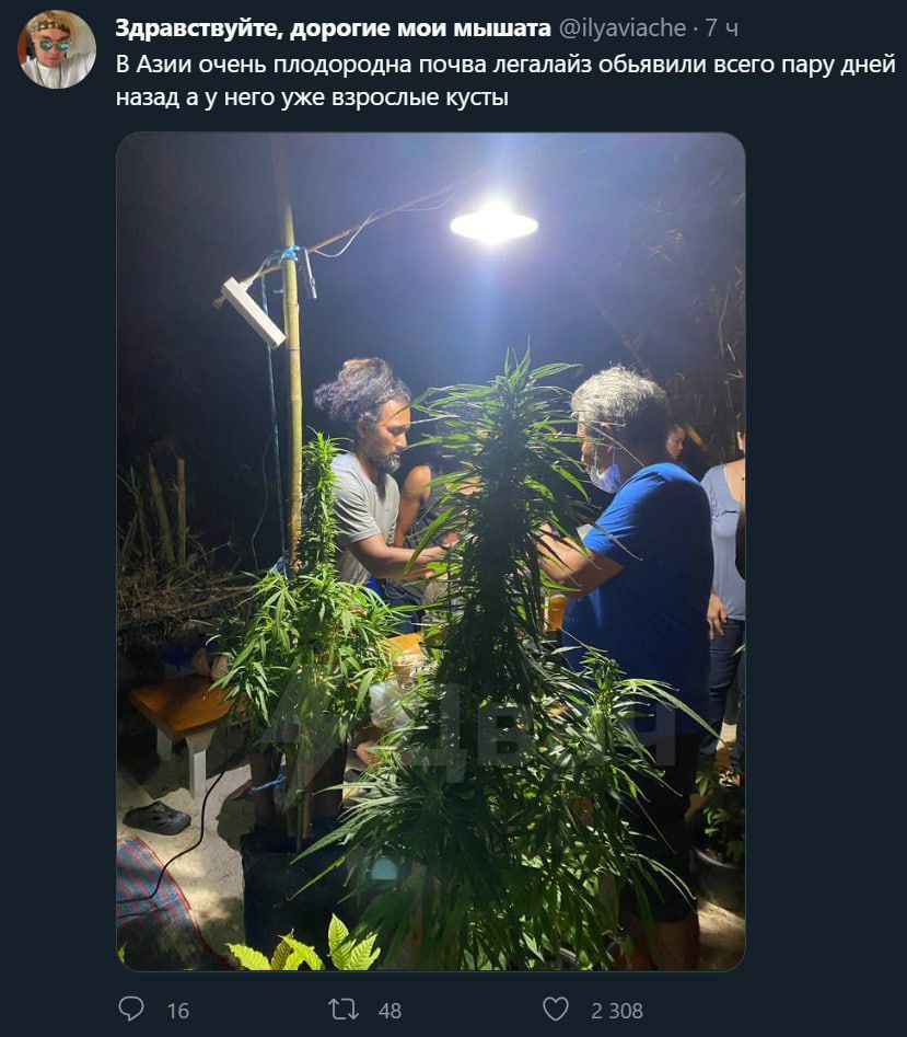 Здравствуйте, дорогие мои мышата 7 4 В Азии очень плодородна почва легалайз обьявили всего пару дней назад а у него уже взрослые кусты ON aN 48 16 2308