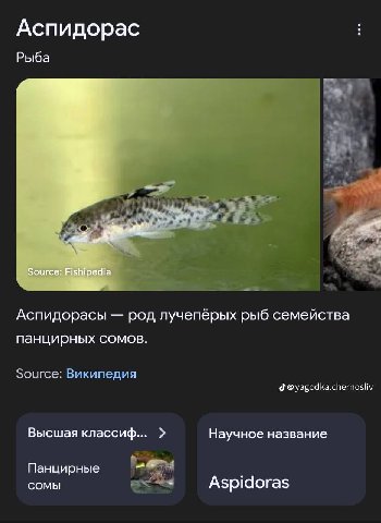 Аспидорас Рыба Аспидорасы род лучепёрых рыб семейства панцирных сомов. Source: Википедия yagodka.chernosliv Высшая классиф... Научное название Панцирные сомы Aspidoras