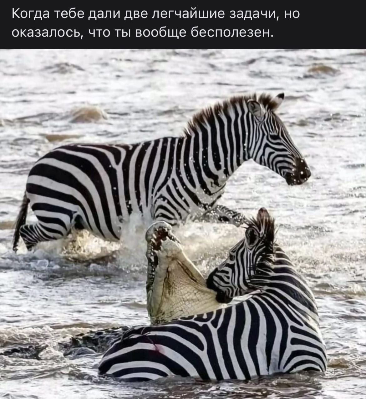 Когда тебе дали две легчайшие задачи, но оказалось, что ты вообще бесполезен.