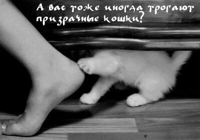 А bac тоже трогают Кошки.
