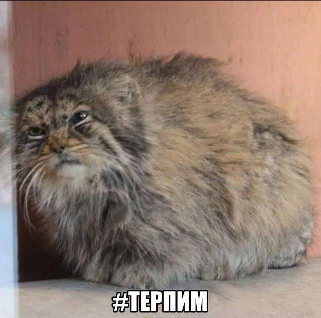 a‘ ТЕРПИМ