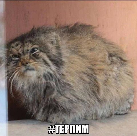 a‘ ТЕРПИМ
