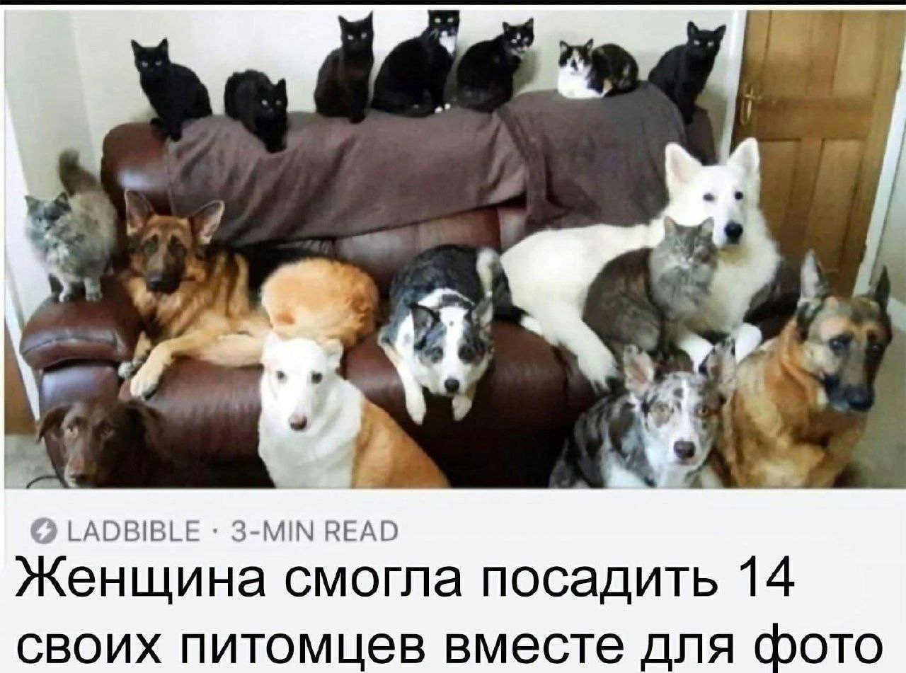 LADBIBLE 3-MIN READ Женщина смогла посадить 14 своих питомцев вместе для фото