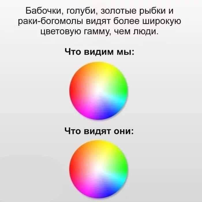 Бабочки, голуби, золотые рыбки и раки-богомолы видят более широкую цветовую гамму, чем люди. Что видим мы: Что видят они:
