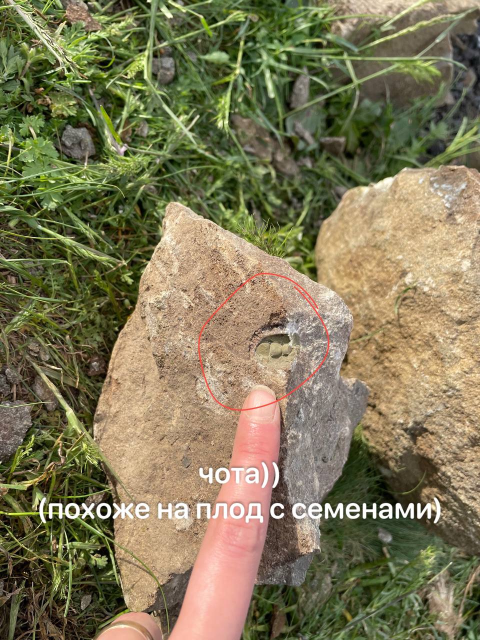 „Я {похоже на плод с семенами)