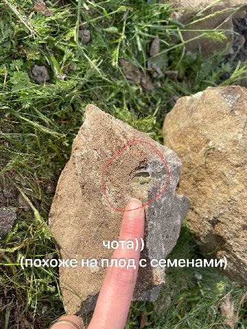 „Я {похоже на плод с семенами)