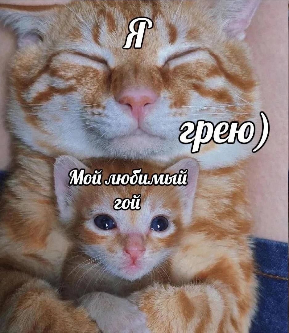 Мой