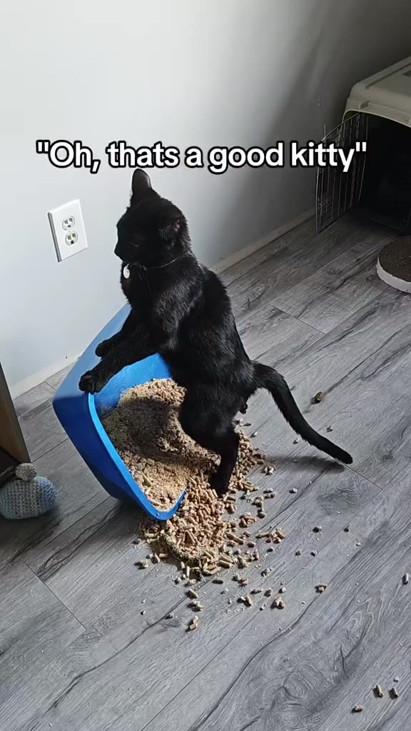 Мочиитеми kitty Nowlimfrevil kitty" коп Паа\дооа kitty"
