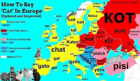 How To Say 4 bus’sa Cat’ In Europe kissa (Updated and Improved) kottur kissa From Late Latin att katt kayt kakis From Proto-Slavic kat katé мысык cat From onomatopoetic cath Cat kat origin “pis” tchet