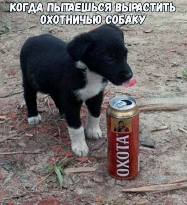 КОГДА ПЫТАЕШЬСЯ ВЫРАСТИТЬ СОБАКУ