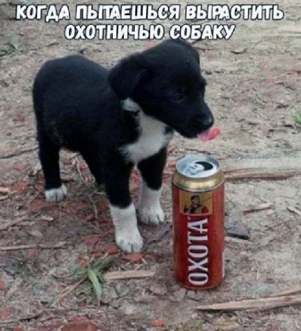 КОГДА ПЫТАЕШЬСЯ ВЫРАСТИТЬ СОБАКУ