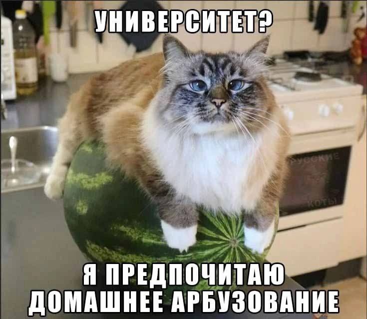 i УНИВЕРСИТЕТ? Я ПРЕДПОЧИТАЮ ДОМАШНЕЕ АРБУЗОВАНИЕ
