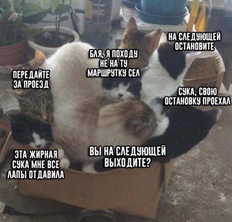 СЛЕДУЮЩЕЙ ОСТАНОВИТЕ BAR: 4 ПЕРЕДАЙТЕ. МАРШРУТКУ CEA ЗА ПРОЕЗ СУКА, СВОЮ ОСТАНОВКУ ПРОЕХАЛ ЭТА ЖИРНАЯ ВЫ НА СЛЕДУЮЩЕЙ СУКА МНЕ ВСЕ ВЫХОДИТЕ? ЛАПЫ ОТДАВИЛА
